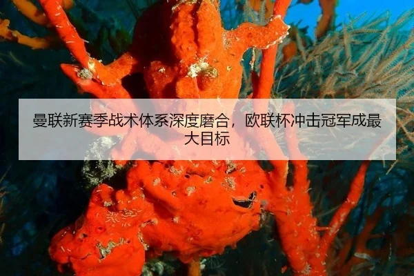 man-lian-xin-sai-ji-zhan-shu-ti-xi-shen-du-mo-he-ou-lian-bei-chong-ji-guan-jun-cheng-zui-da-mu-biao-2-984.jpg
